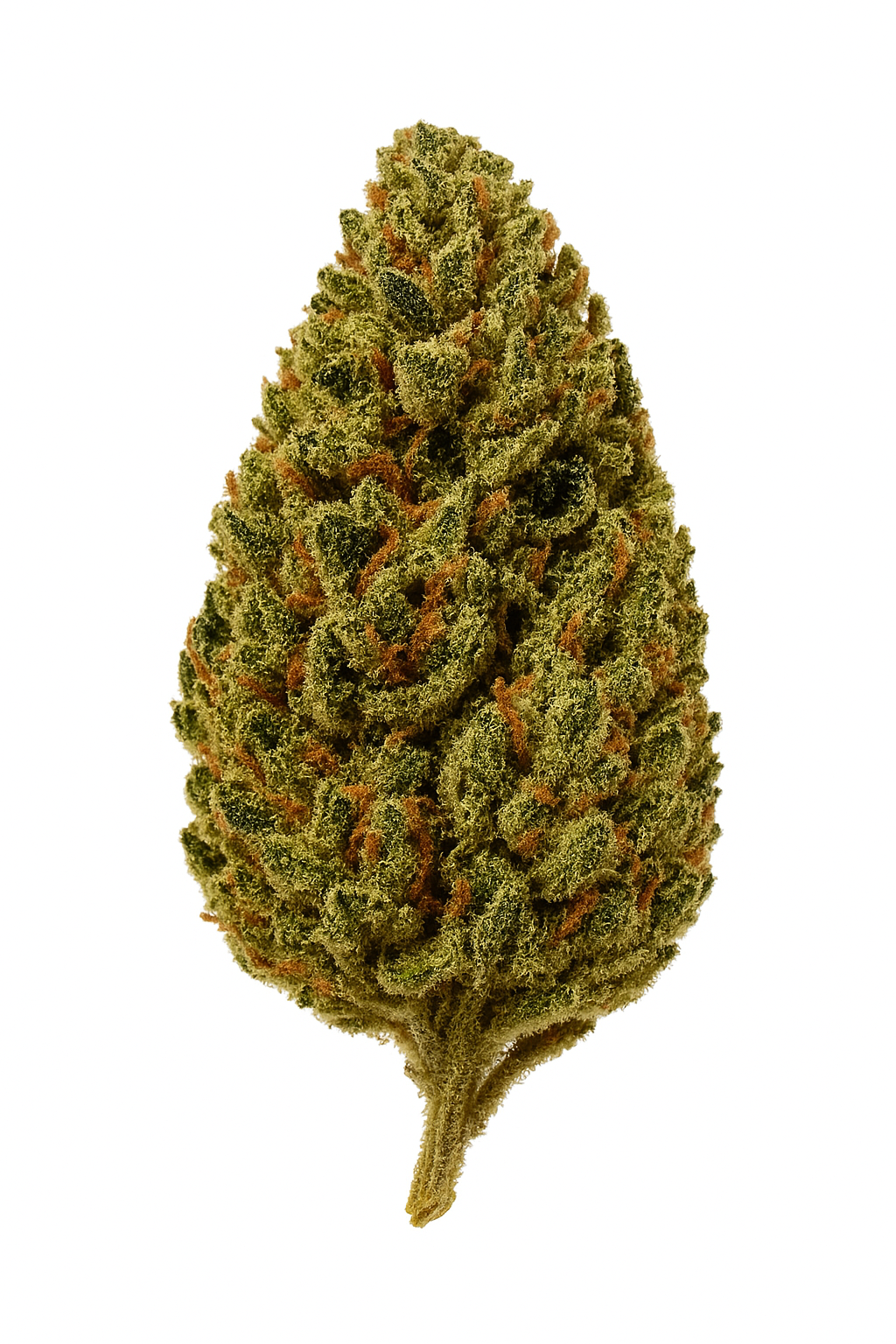RE CANNIS 21 1 Indica Erez