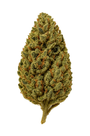 RE CANNIS 21 1 Indica Erez-1