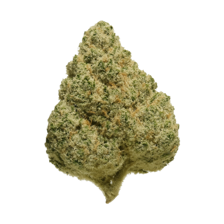 aleph red 27 1 Hokuzai (Slapz x Grapes n Cream)-1