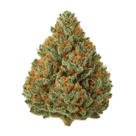 avaay Khalifa 32 1 KK Khalifa Kush 2-1