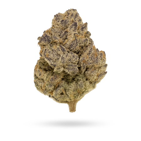enua 22 1 BCP CA Black Cherry Punch-1